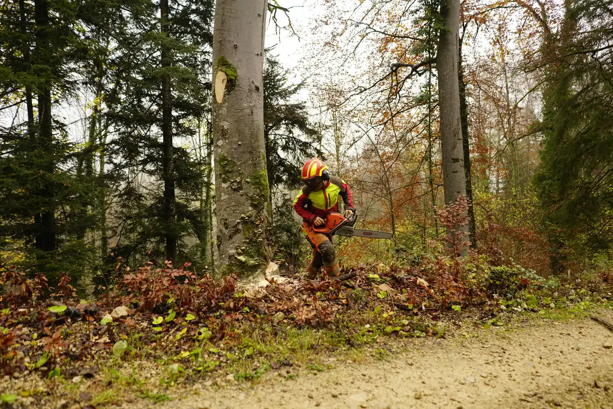 Trefelling ved hytte i Nesbyen